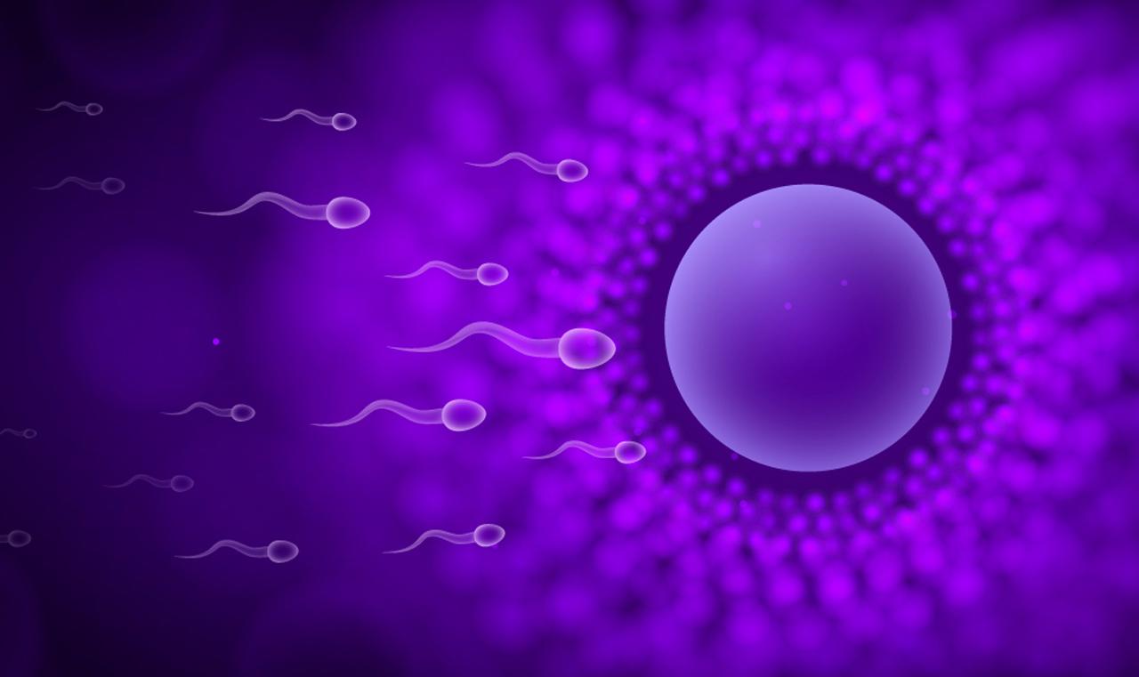 Fertility Through Modifiable Lifestyle Factors