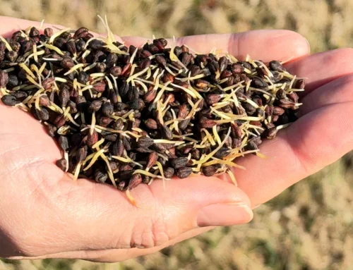 The Power of Sprouting Seeds